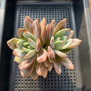 Echeveria 'Purple Champaign' 3"-4" Succulent Plant
