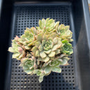 Echeveria 'Ben Badis' Variegated Cluster 3"-4" Succulent Plant