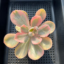 Echeveria 'Pink Angel' Variegated 3" Succulent Plant