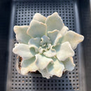 Echeveria 'Crispate Beauty' 3" Succulent Plant