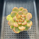 Echeveria 'Pumpkin' Jelly Type 2"-3" Succulent Plant