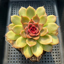 Echeveria sp. 4"-5" Succulent Plant
