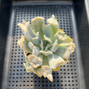 Echeveria 'Thriller Pearl' 2"-3" Succulent Plant