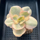 Echeveria 'Suyeon' White Variegated 3" Succulent Plant