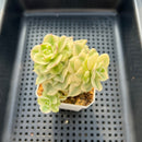 Sedeveria 'Rolly' Variegated 2"-3" Succulent Plant