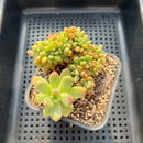 Pachyveria 'Paradoxa' Crested 3" Succulent Plant