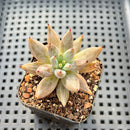 Echeveria Unguiculata 1" Succulent Plant