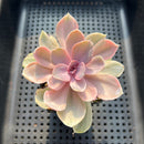 Echeveria 'Perle von Nurnberg' Variegated 2"-3" Succulent Plant