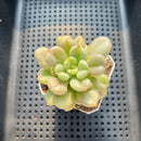 Echeveria 'Bill Gates' 2" Succulent Plant