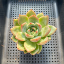 Echeveria 'White Champaign' 3" Succulent Plant