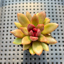Echeveria 'Pine Rose' 2" Succulent Plant