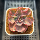 Echeveria 'Beyonce' Variegated 3" Succulent Plant Cutting