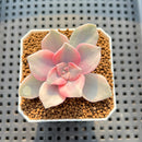 Graptopetalum 'Purple Delight' Variegated 2" Succulent Plant Cutting