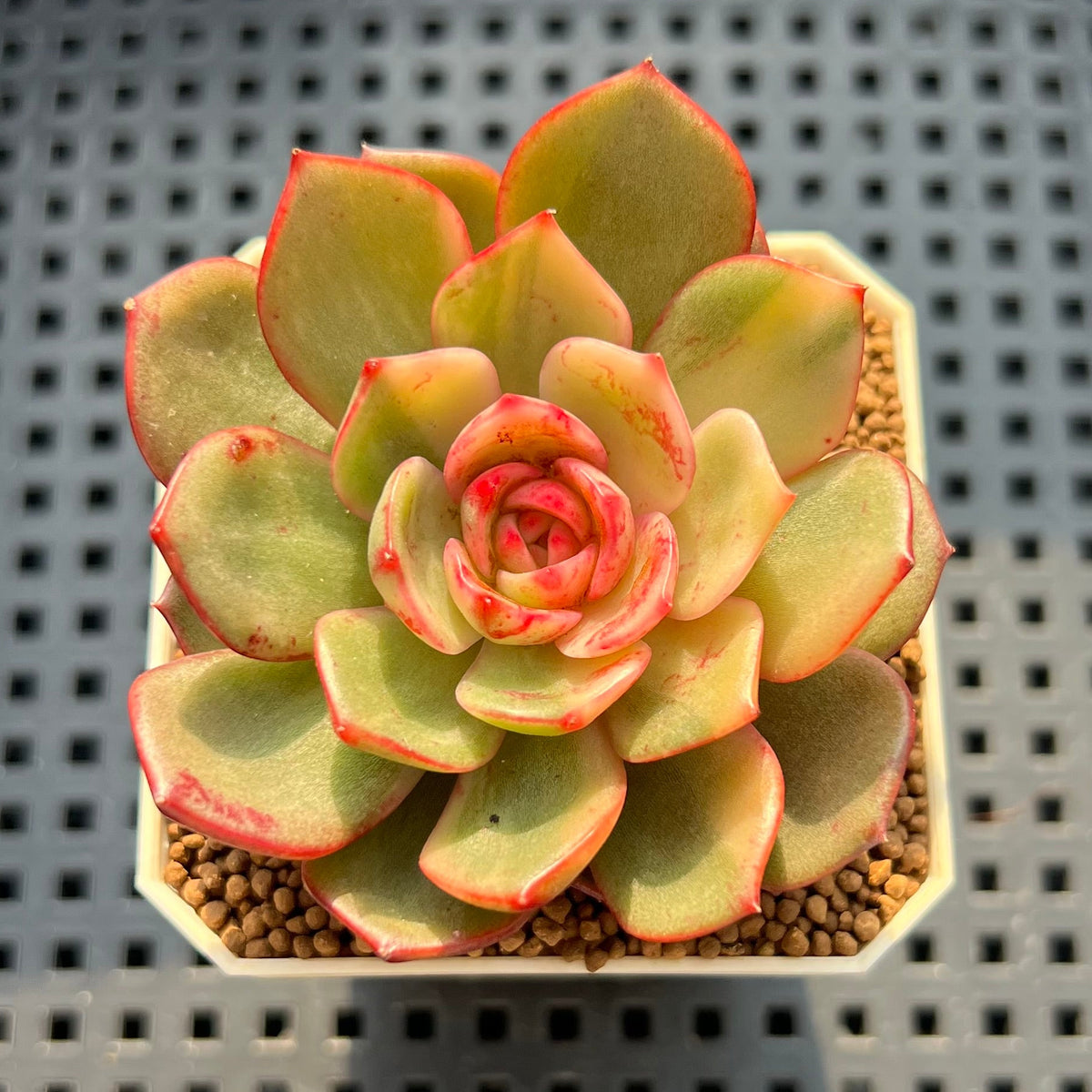 Echeveria 'Salu' Variegated 2" Succulent Plant (Cutting)