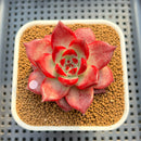 Echeveria Agavoides 'Romeo' 2" Succulent Plant Cutting