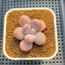 Graptopetalum 'Kupumiin' 2" Succulent Plant Cutting