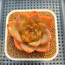 Echeveria 'Biella' Jelly Type 2" Succulent Plant Cutting