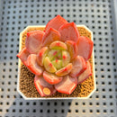Echeveria 'Sharman' 2" Succulent Plant Cutting