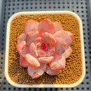 Echeveria 'Orange Monroe' Original Form 2" Succulent Plant Cutting
