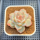 Echeveria 'Pink Diamond' 2" Succulent Plant Cutting