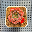 Echeveria 'Anemone' 2" Succulent Plant Cutting