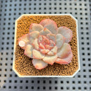 Echeveria 'Sugarling' 1" Succulent Plant Cutting