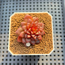Echeveria 'Fireworks' 1" Succulent Plant Cutting