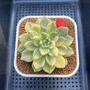 Echeveria 'Rajoya' Variegated 3" Succulent Plant Cutting