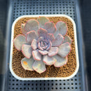 Echeveria 'Funky Pink' Variegated 3" Succulent Plant Cutting