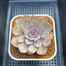 Echeveria 'Funky Pink' Variegated 3" Succulent Plant Cutting