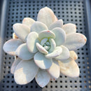 Echeveria Laui 3" Succulent Plant