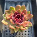 Echeveria sp. 3" Succulent Plant