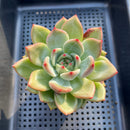 Echeveria 'White Champaign' 3" Succulent Plant