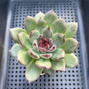 Echeveria 'Black Bear' 3" Succulent Plant