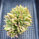 Echeveria Agavoides 'Elkhorn' Variegated Crested 3" Succulent Plant