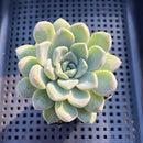 Graptoveria 'Highstone' 3" Succulent Plant