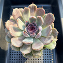 Echeveria 'Black Plum' 4"-5" Large Succulent Plant