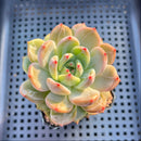 Echeveria 'Purple Champaign' (Unique Facets) 2" Succulent Plant