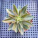 Echeveria Lutea 2"-3" (100% Grown In House) Succulent Plant
