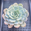 Echeveria 'Raffine' 3” Succulent Plant