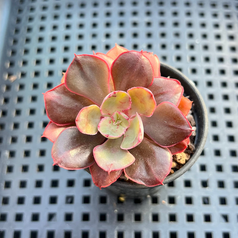 pink frills succulent Echeveria 'Painted Frills' 1"-2" (E. shaviana 'Pink Frills' x E. nodulosa) Succulent Plant