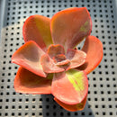 Echeveria 'Goiabinha' Variegated 2" Succulent Plant (Potted)