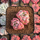 Echeveria 'Isolated Star' 1"-2" Succulent Plant Cutting