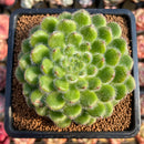 Echeveria 'Abiyu' 2" Setosa Hybrid Succulent Plant Cutting