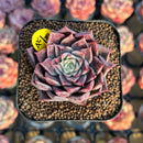 Echeveria 'Shani' 1"-2" Air Magic Seed-Grown Hybrid Succulent Plant Cutting