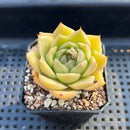 Echeveria 'Red Bellita' 2" Succulent Plant