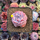Echeveria 'Herace' 2" Strange Form Succulent Plant Cutting