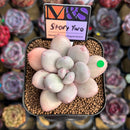 Pachyphytum 'Story Two' 2" Mam&Sister Farm Original Japanese Hybrid Succulent Plant
