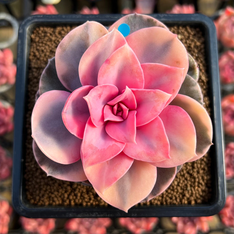 rainbow echeveria succulent Echeveria 'Rainbow' Variegated 2"-3" Succulent Plant Cutting – True Succulents Plant Co