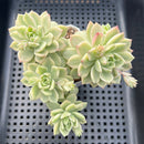 Sedeveria sp. Variegated 3"-4" Cluster Succulent Plant